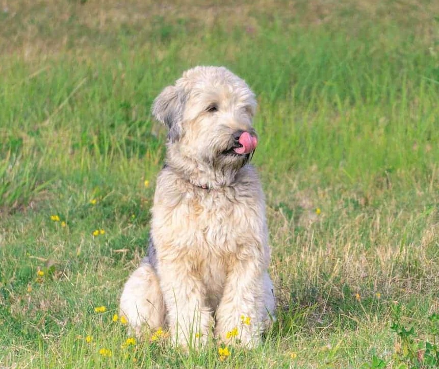 Wheaten Terrier Pictures