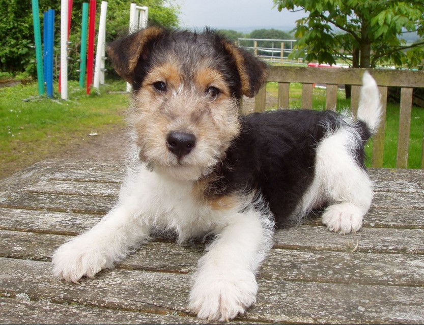 Wire Fox Terrier Looking For New Home