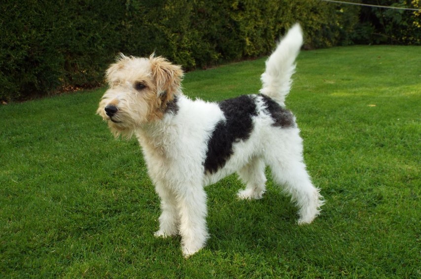 Wire Fox Terrier Rescue