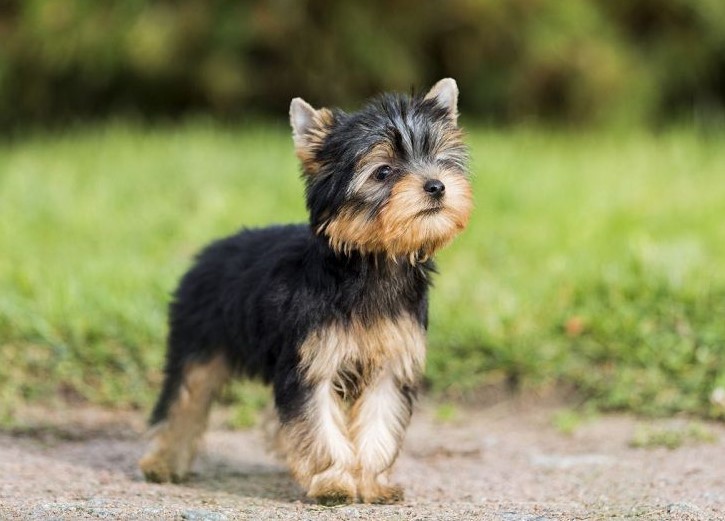 Yorkshire Terrier Cost