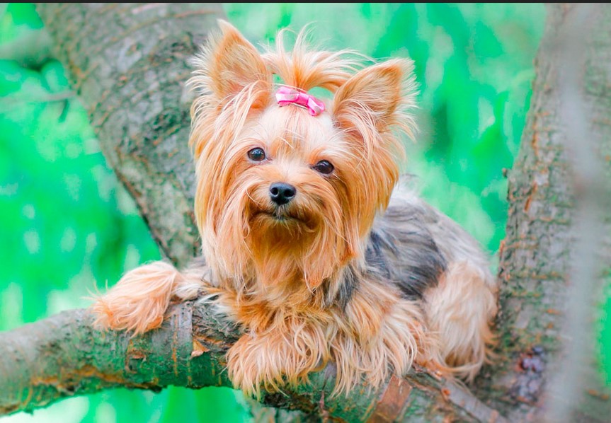 Yorkshire Terrier Life Expectancy