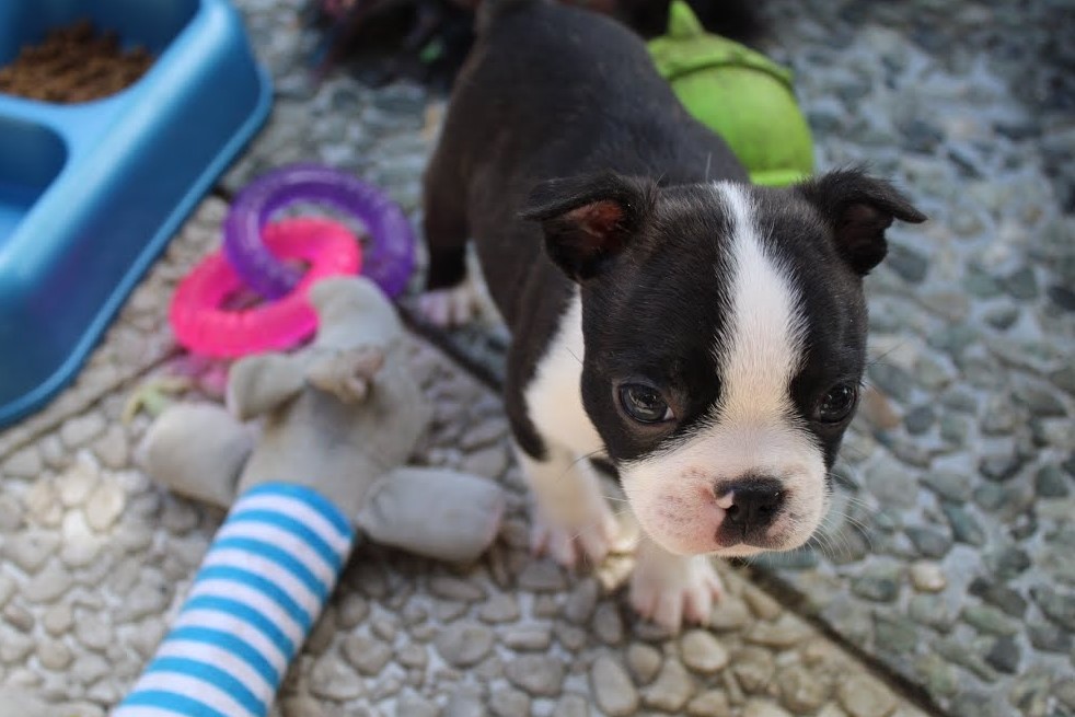 Odest Boston Terrier