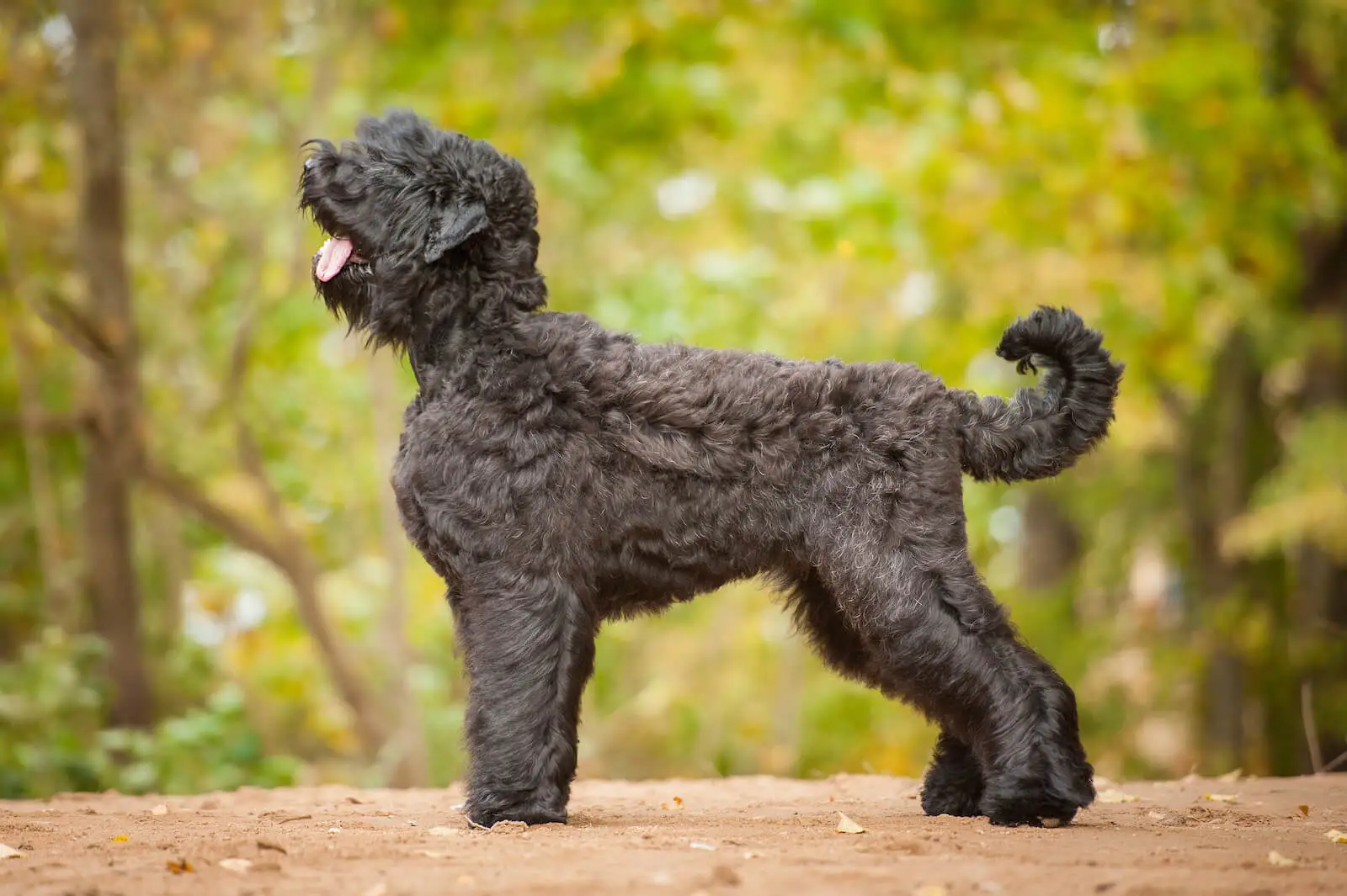 Russian Terrier Puppies