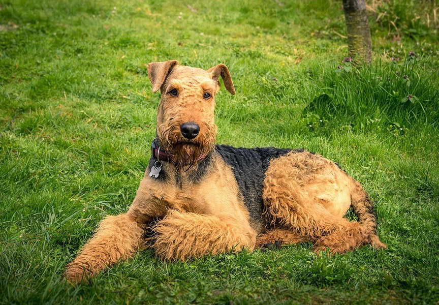 Airedale Terrier Cost