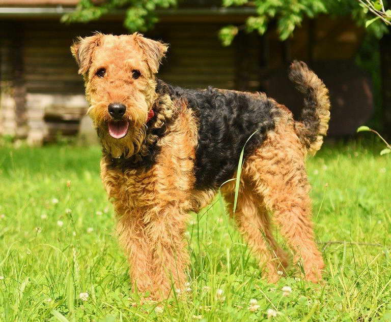 Airedale Terrier Grooming