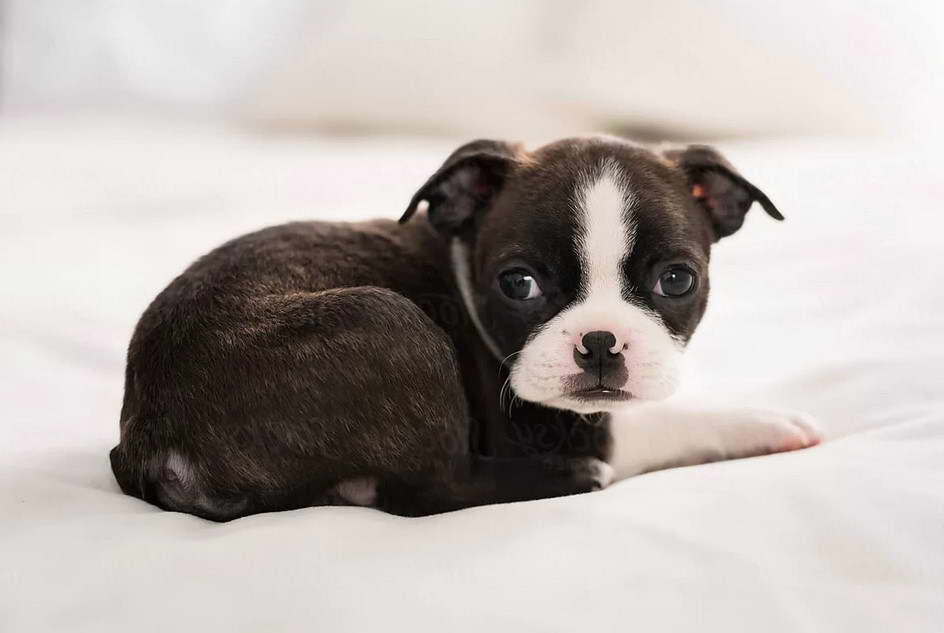 Alabama Boston Terrier Rescue