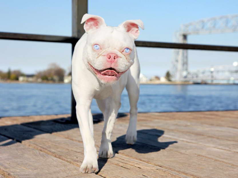 Albino Boston Terrier