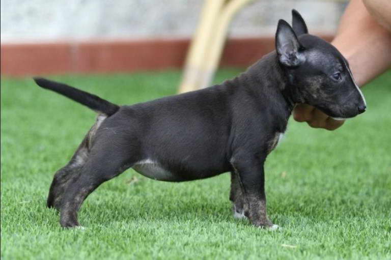 All Black Bull Terrier