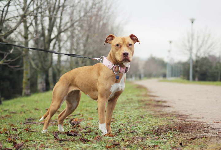 American Pitbull Terrier Temperamento