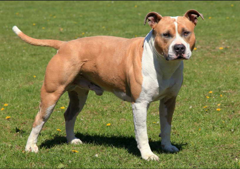 American Staffordshire Terrier Colors