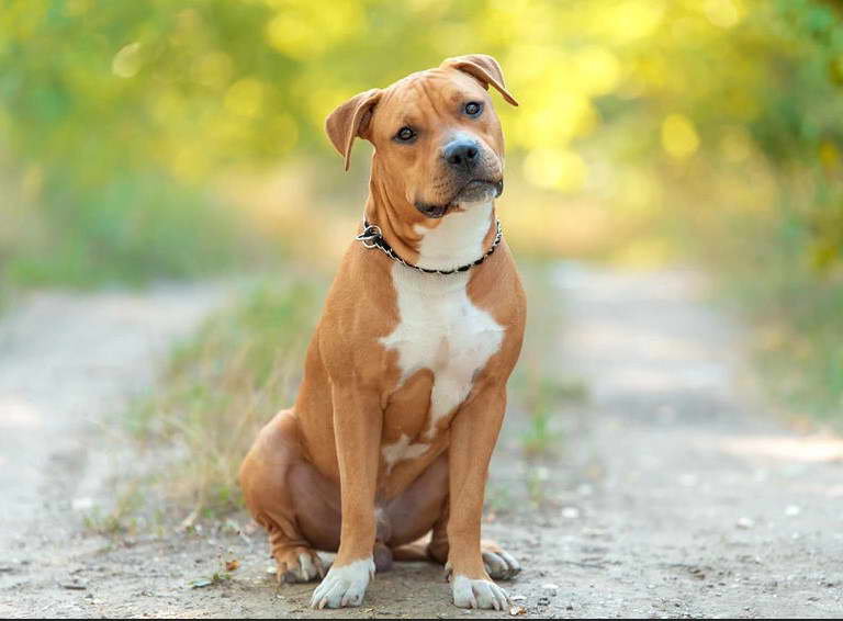 American Staffordshire Terrier Hypoallergenic