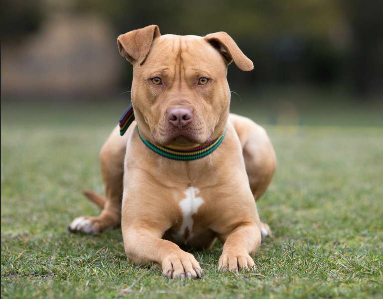 American Staffordshire Terrier Red Nose