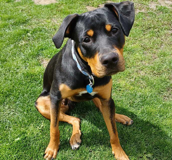 American Staffordshire Terrier Rottweiler Mix