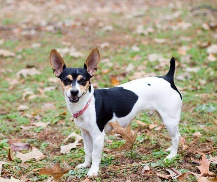 Average Lifespan Of A Rat Terrier