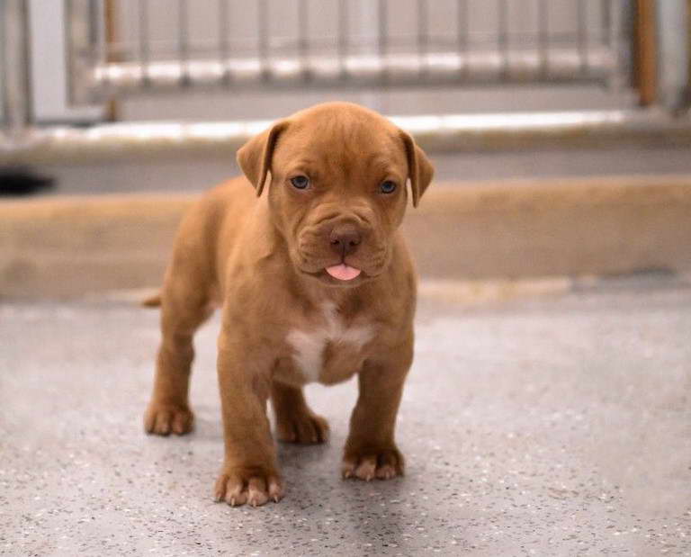 Baby Pitbull Terrier