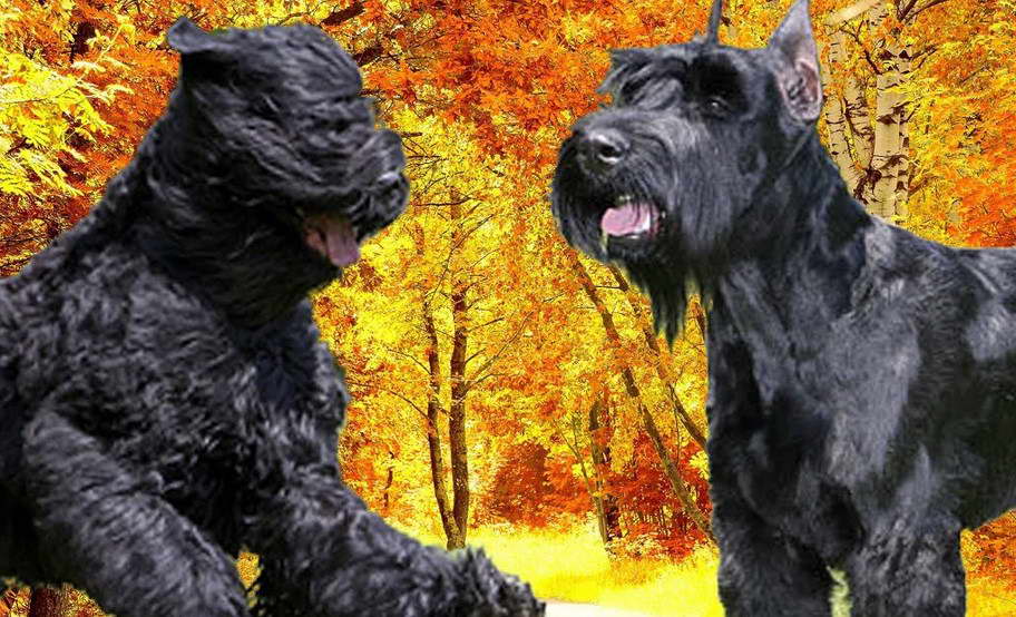 Black Russian Terrier Vs Giant Schnauzer