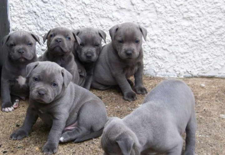 Blue American Staffordshire Terrier Puppies For Sale Near Me