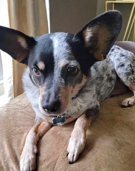 Blue Heeler Terrier Mix Puppy