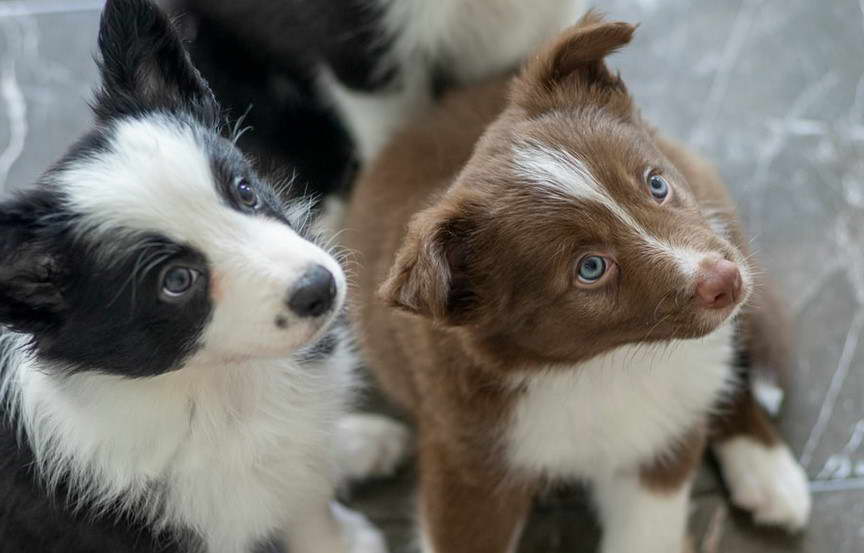 Border Collie Terrier Mix Puppy