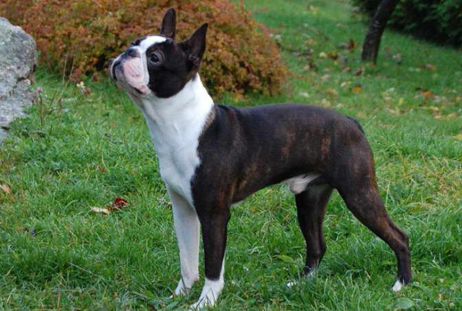 Boston Terrier Breeders NJ