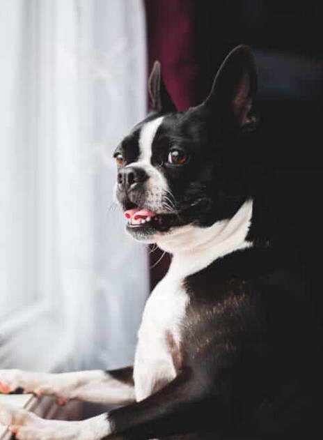 Boston Terrier Cropped Ears