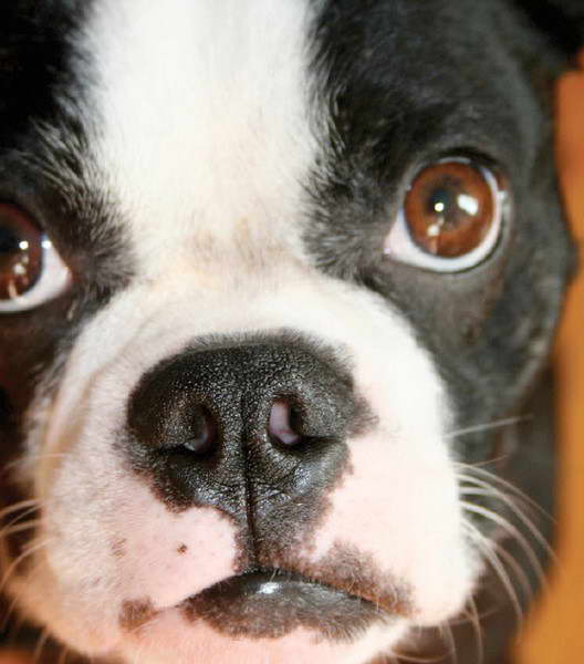 Boston Terrier Eyes