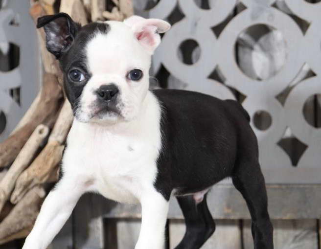 Boston Terrier For Sale Indiana