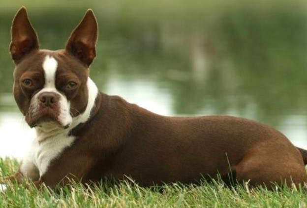 Boston Terrier For Sale Los Angeles