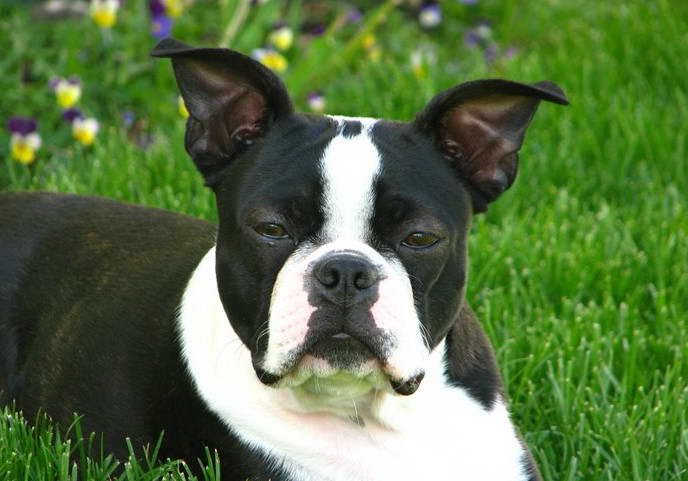 Boston Terrier Haggerty Spot