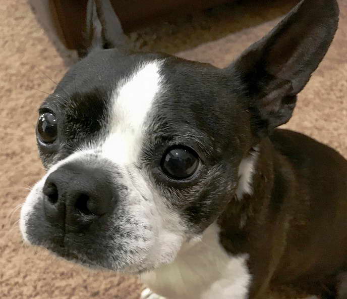 Boston Terrier Long Snout