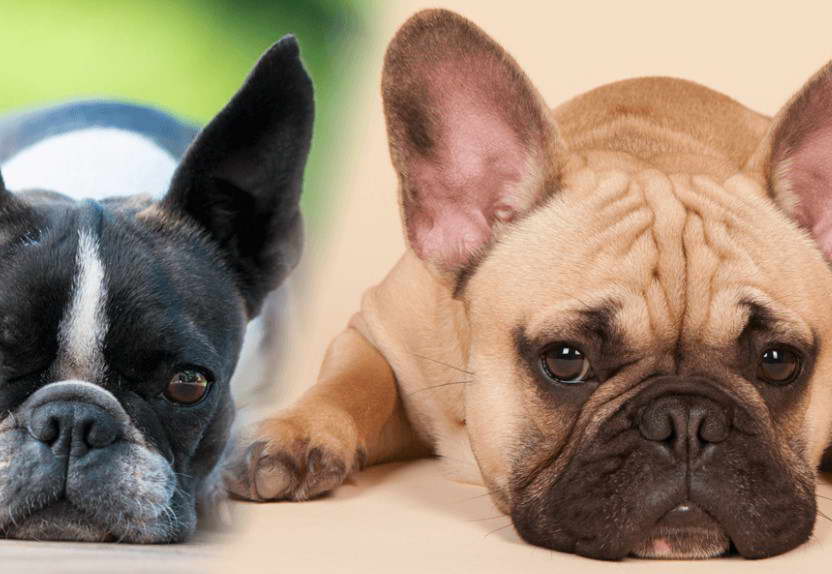 Boston Terrier Or French Bulldog