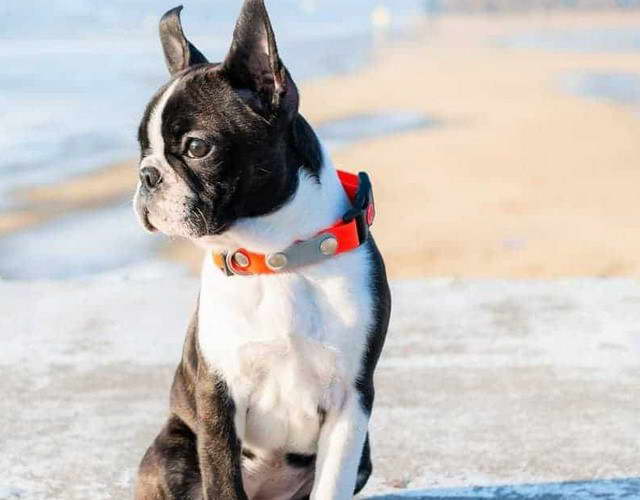 Boston Terrier Puppies For Sale in Illinois