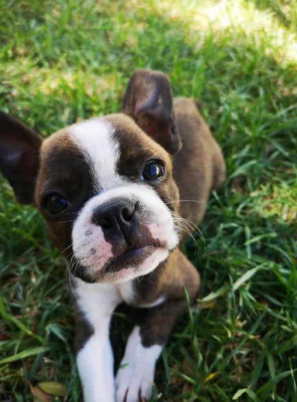 Boston Terrier Puppies For Sale in Iowa