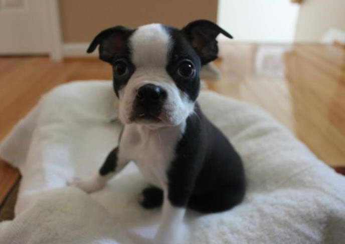 Boston Terrier Puppies For Sale in Maryland