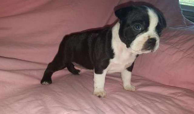 Boston Terrier Puppies For Sale In SC