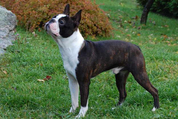 Boston Terrier Puppies For Sale In VA