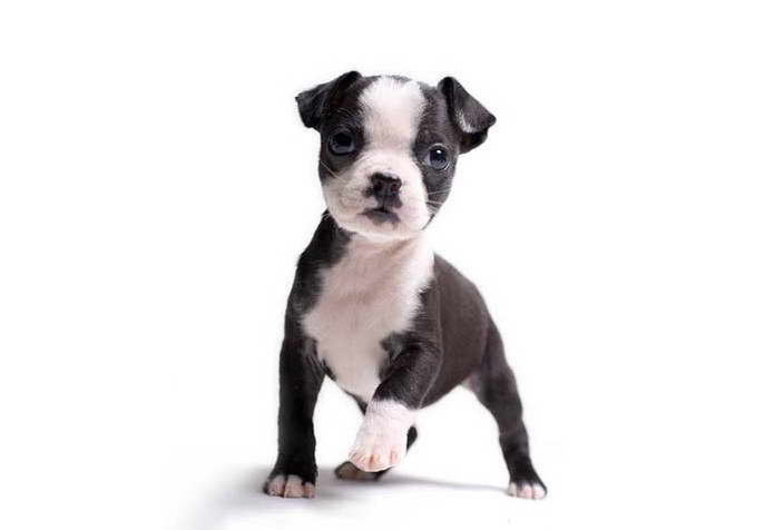 Boston Terrier Puppies Illinois