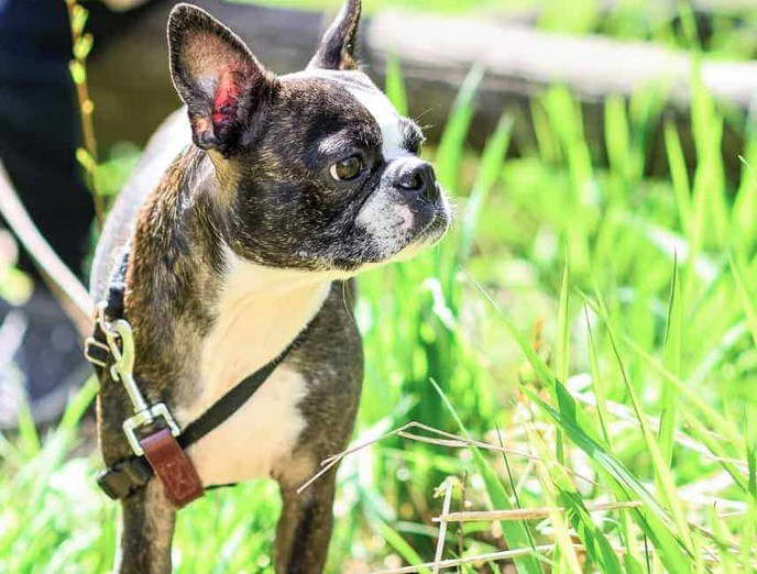 Boston Terrier Rescue MN