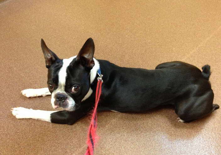 Boston Terrier Rescue SC