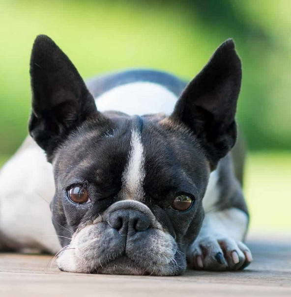 Boston Terrier Rescue TN