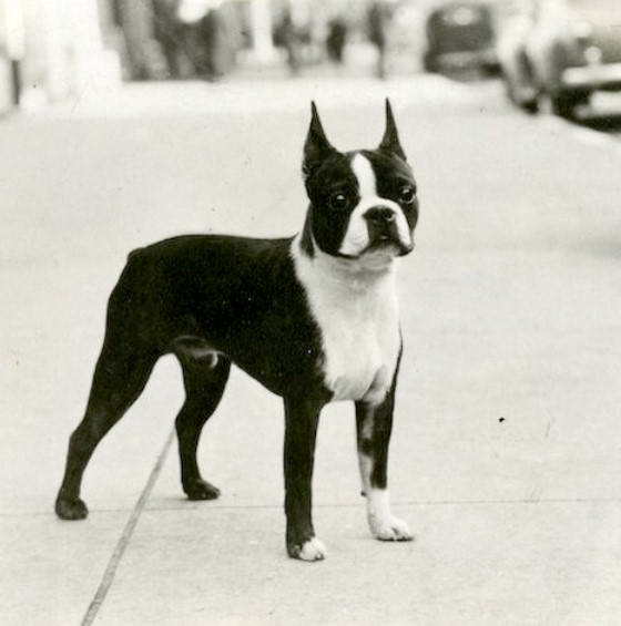 Boston Terrier Rottweiler Mix