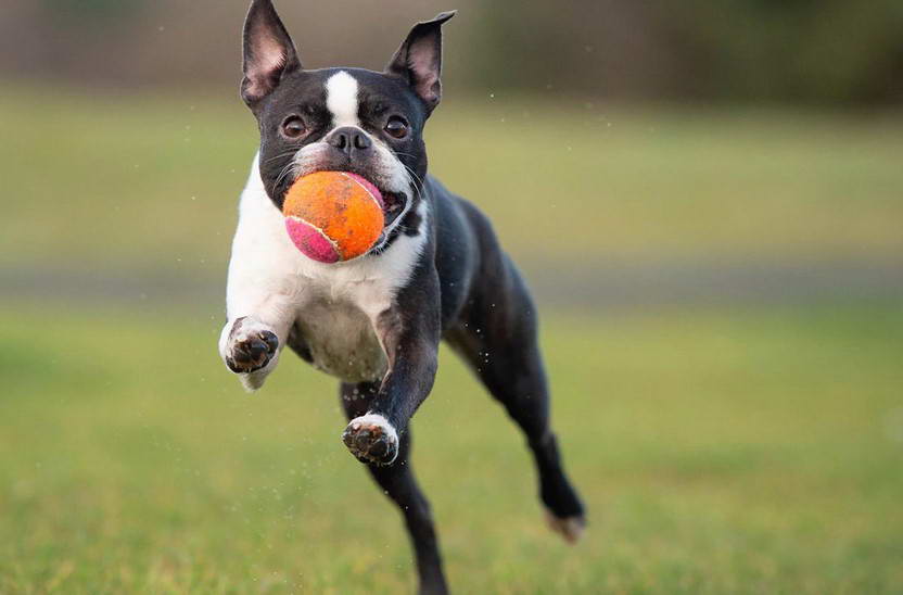 Boston Terrier Toy