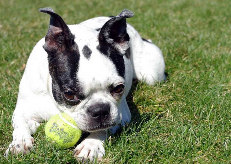 Boston Terrier White Face