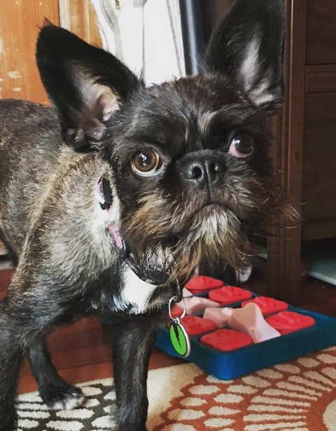 Brussels Griffon Terrier Mix