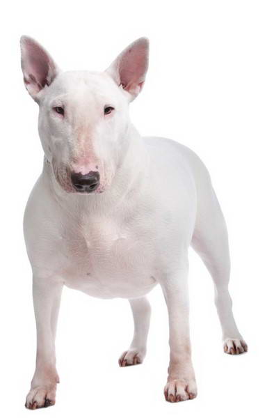 Bull Terrier Aggressive