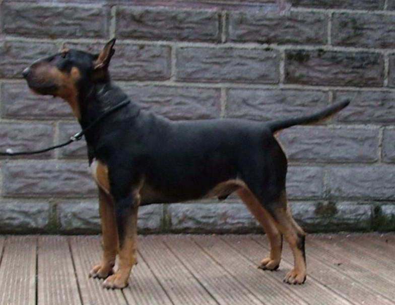 Bull Terrier Doberman Mix