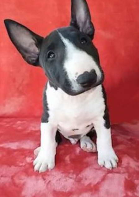 Bull Terrier French Bulldog Mix