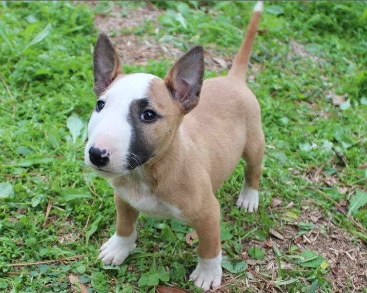 Bull Terrier Names