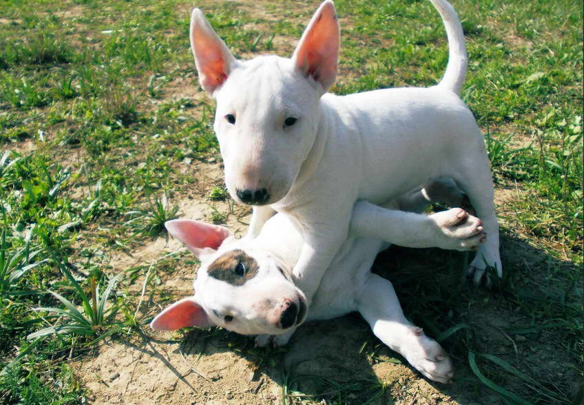 Bull Terrier Puppies For Sale In Florida