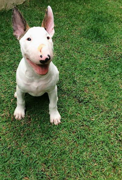 Bull Terrier Puppies For Sale In Ohio